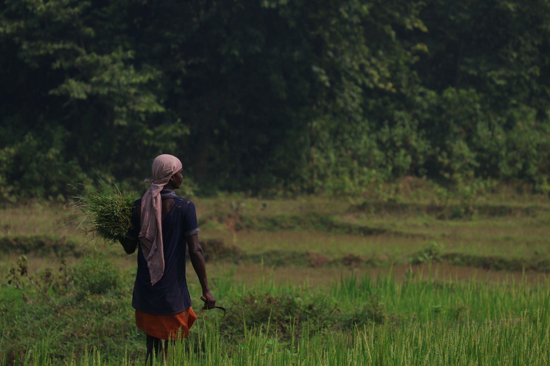 Indian farmer standing in agricultural field at harvest time